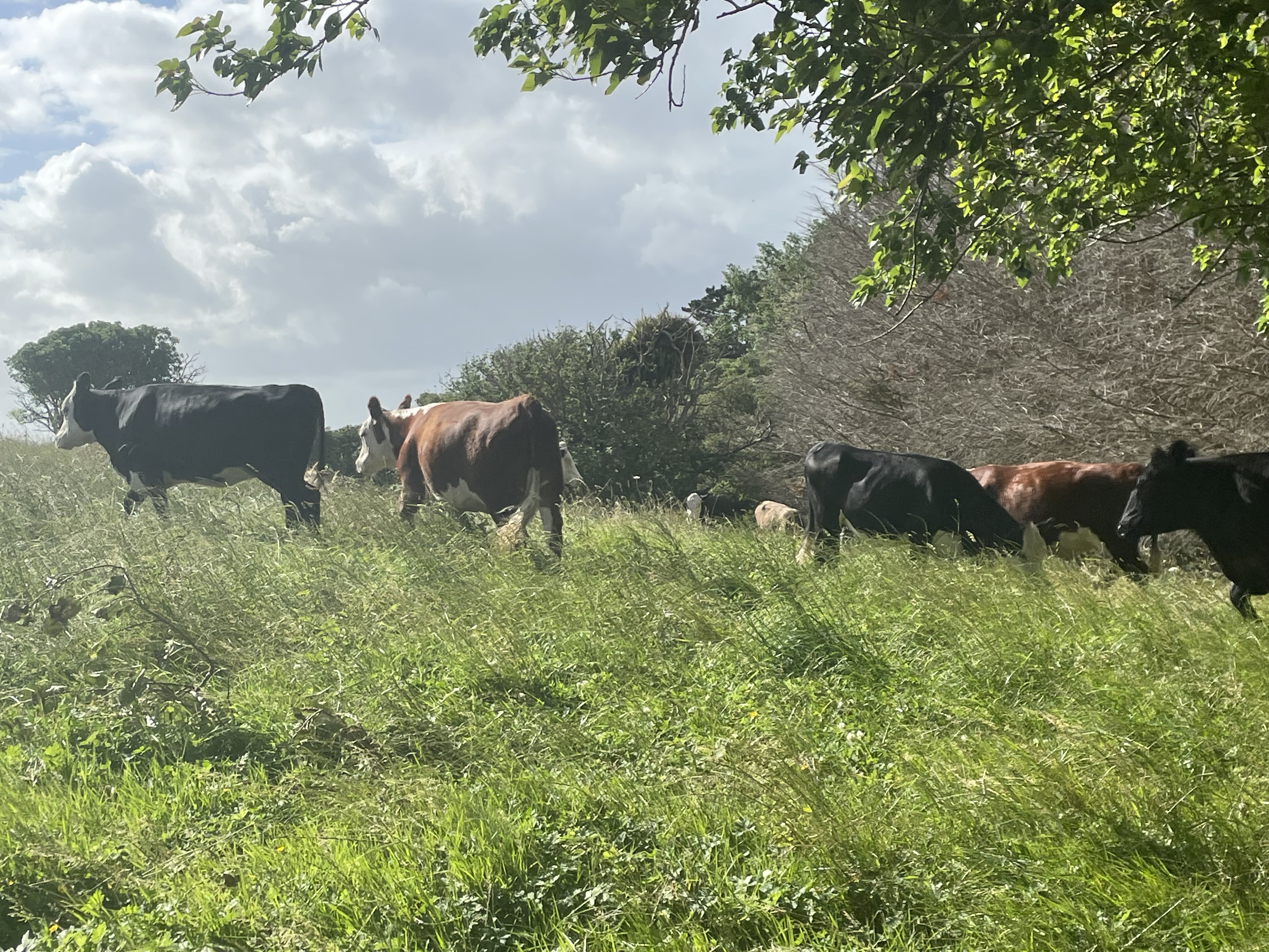 Wild Meadows – Pickup Whangarei & Auckland