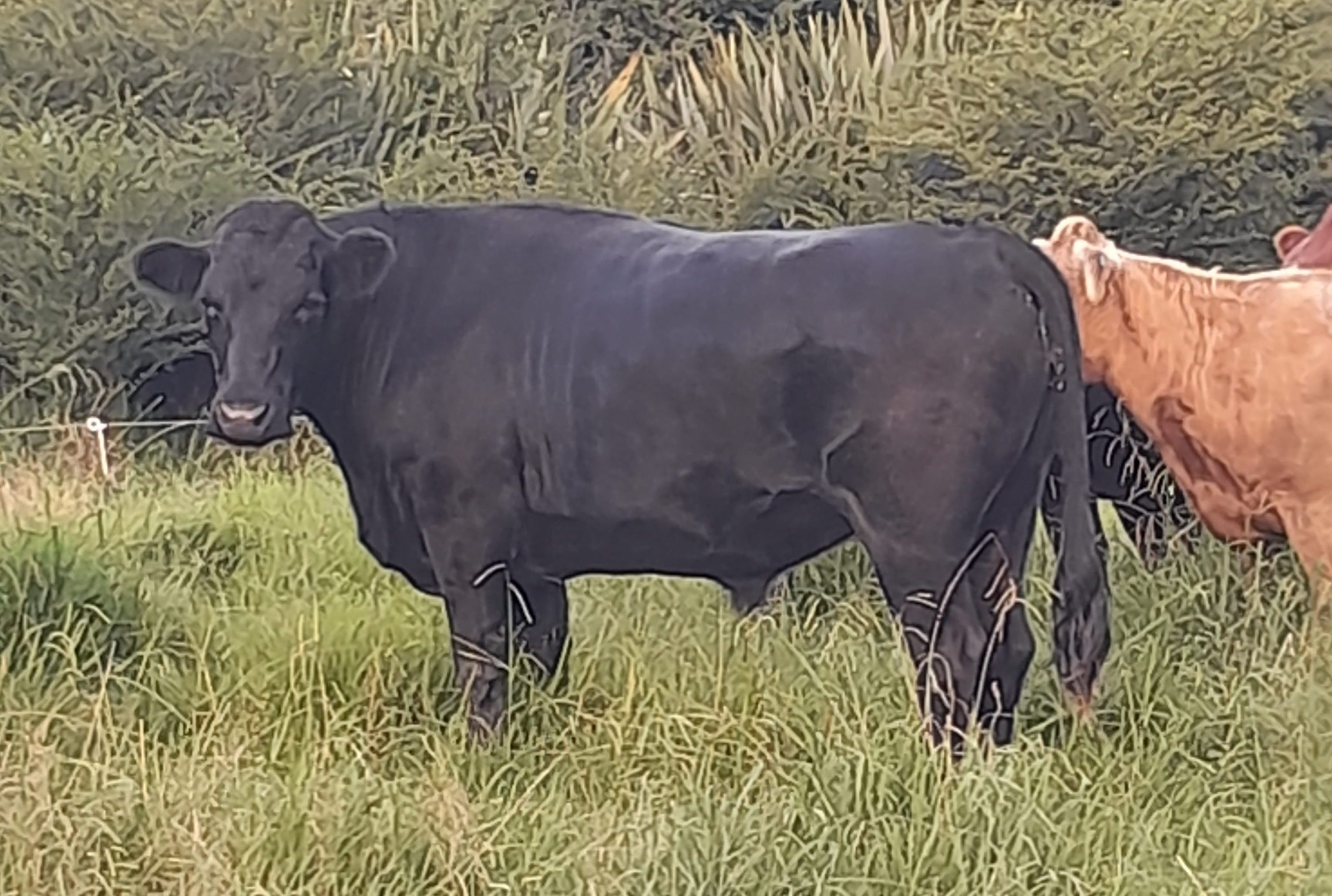 Jubilee Farm – Pickup Auckland & Whangarei