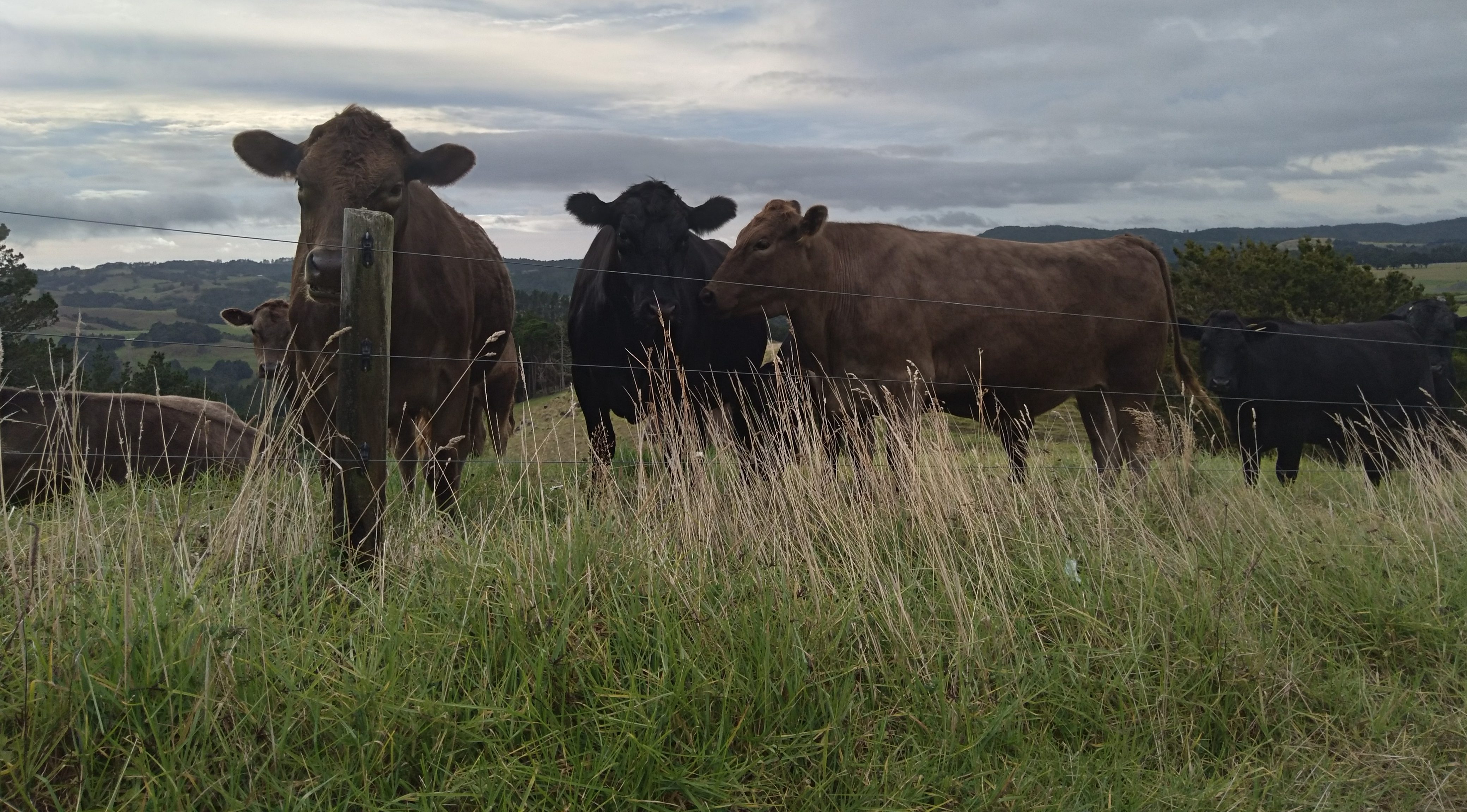 Black Silver Wagyu – Pickup Whangarei & Auckland
