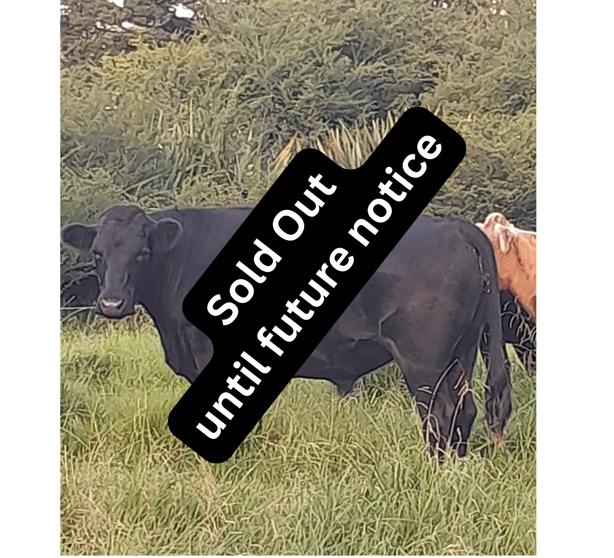 Jubilee Farm – Pickup Auckland & Whangarei